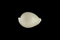 藏品(中華海兔螺)的圖片